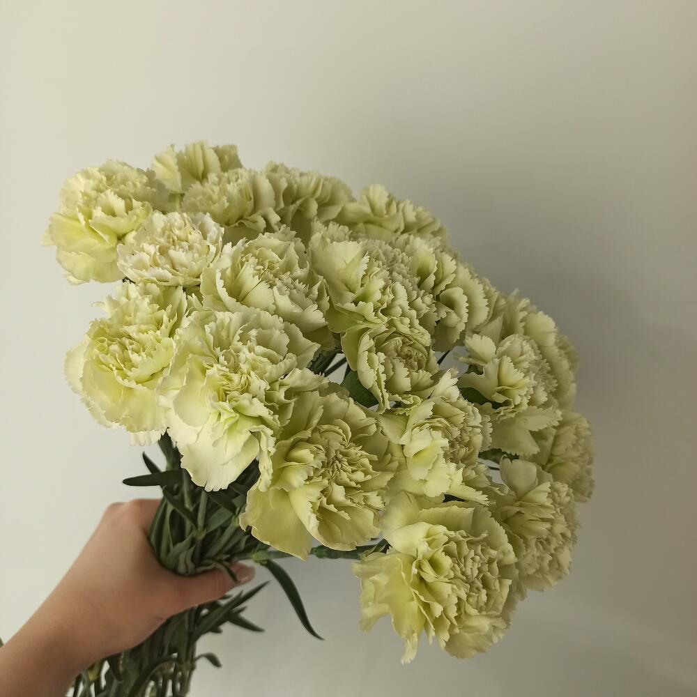 Охапка ароматных диантусов Охапка ароматных диантусов