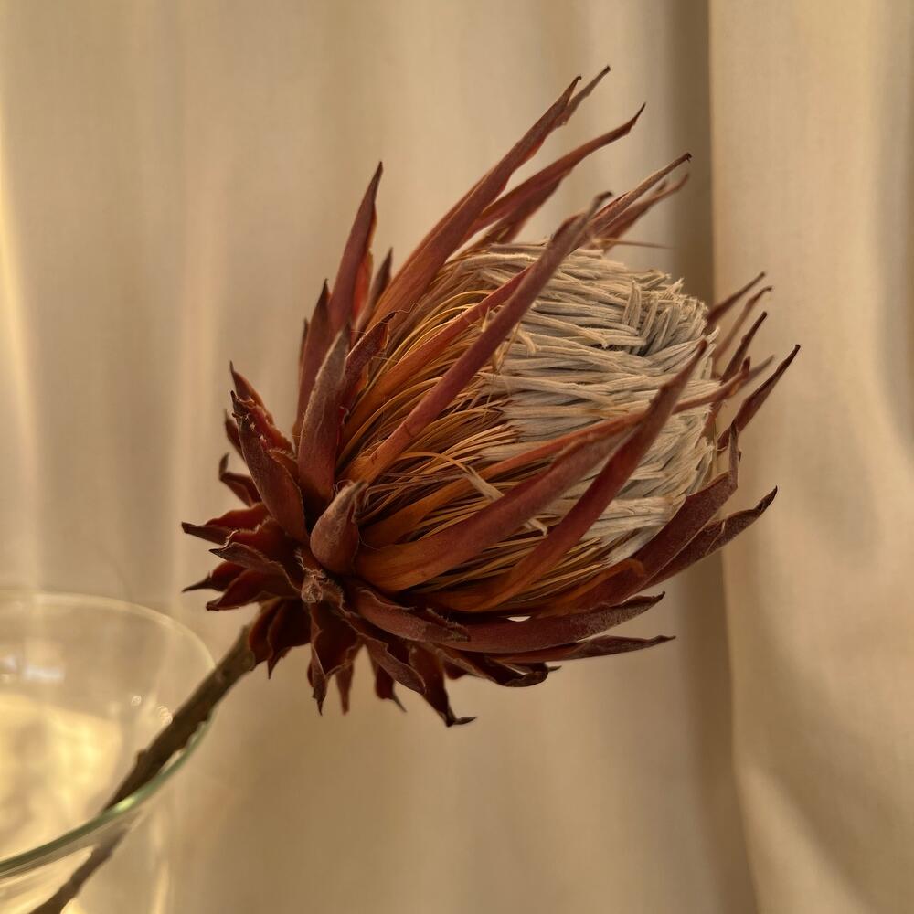 Протея сухоцвет Протея сухоцвет