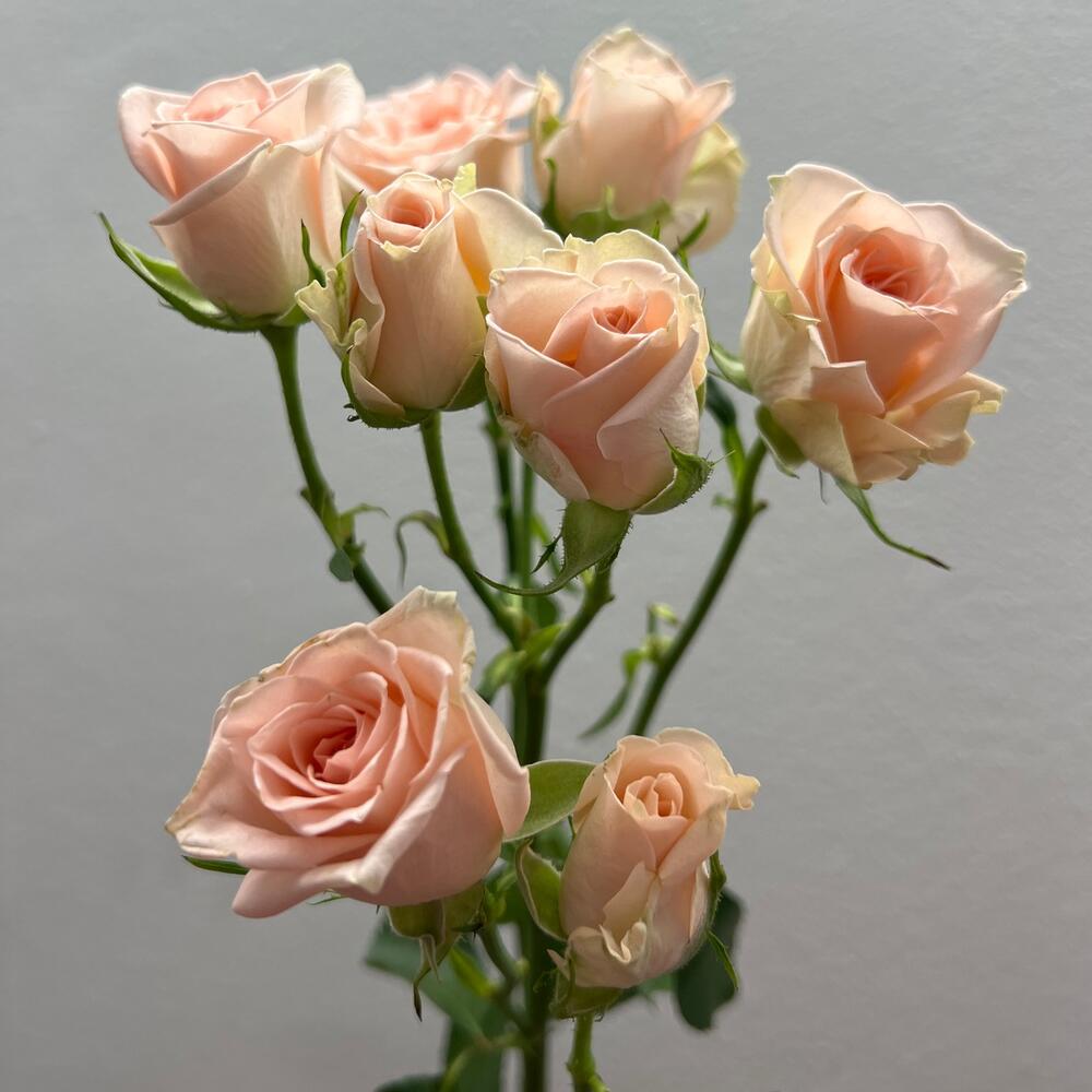 Роза кустовая Свит Сара 50 см Роза кустовая Свит Сара 50 см