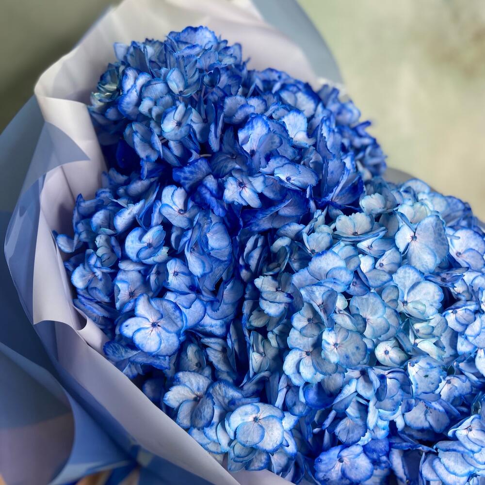 Пышное облако синих гортензий Пышное облако синих гортензий